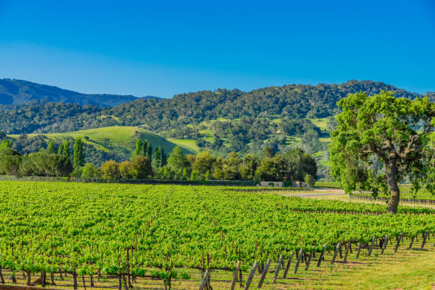 istock Spring vineyard in the Santa Ynez Valley Santa Barbara, CA 825714586
