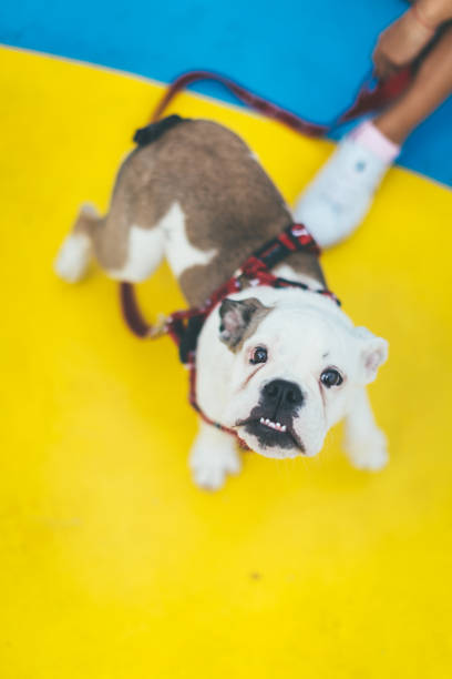 istock Curious English Bulldog Puppy 825715130
