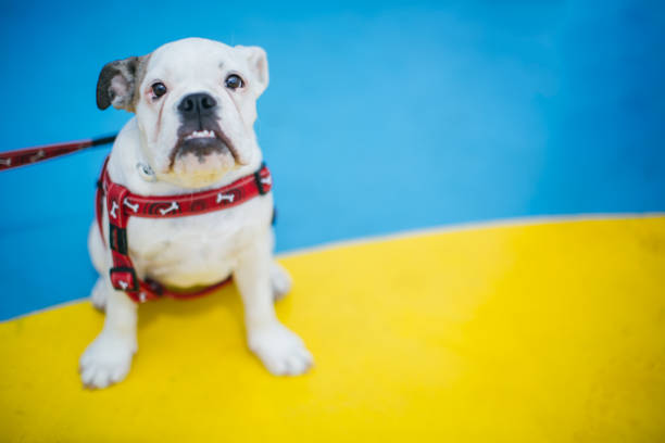 istock Curious English Bulldog Puppy 825717710