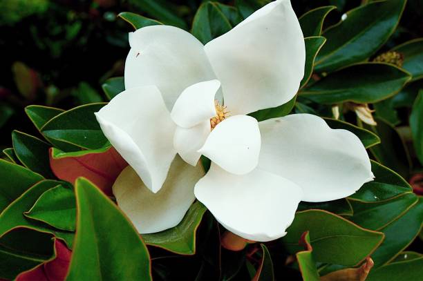 wilting white magnolia flower on the tree - magnolia southern usa white flower imagens e fotografias de stock