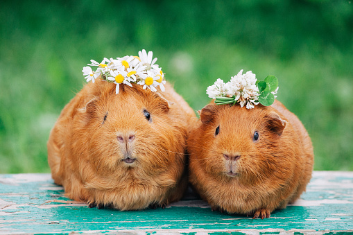 Two little sweety guinea pigs with flowers