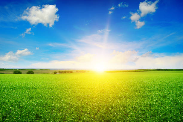 istock beautiful sunrise over field pea 825722972