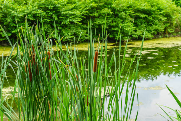 istock Delaware Canal Towpath and bulrush, Historic New Hope, PA 825725322