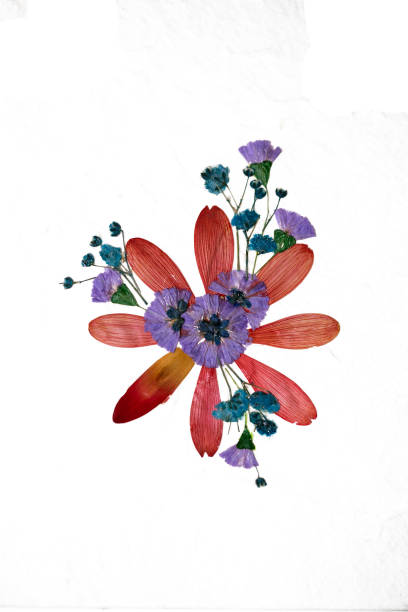 istock Gerbera and the Little Flower 825726864