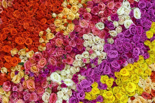 Closeup view of beautiful wall made of red, pink, violet, purple, white and yellow rose flowers. Valentines day background