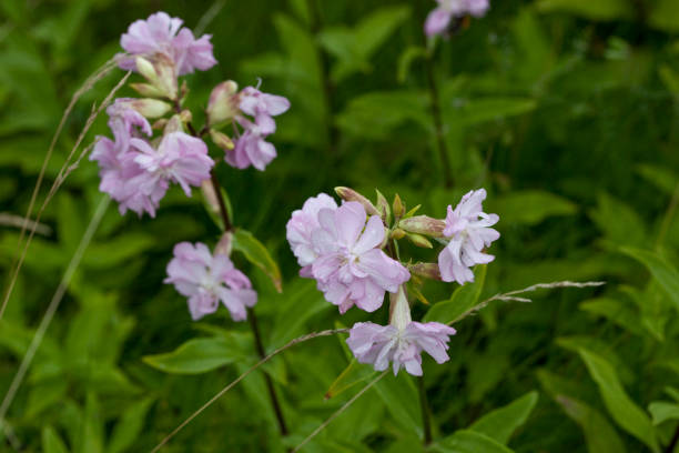 istock Saponaria Officinalis - Soapwort Herb 825729614