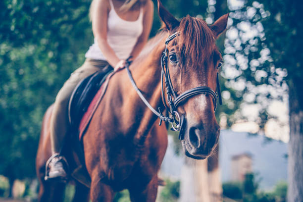 istock Close-Up of horse 825733300