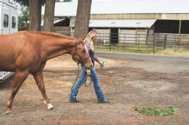 istock Beautiful horse in the country 825737404