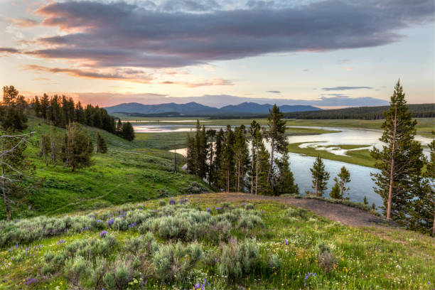 istock Hayden Valley Wildflower Sunset 825738988