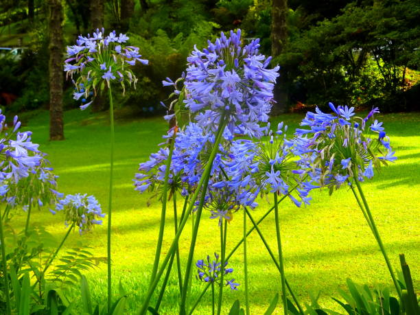 agapanthus ます。 - sunspot ストックフォトと画像