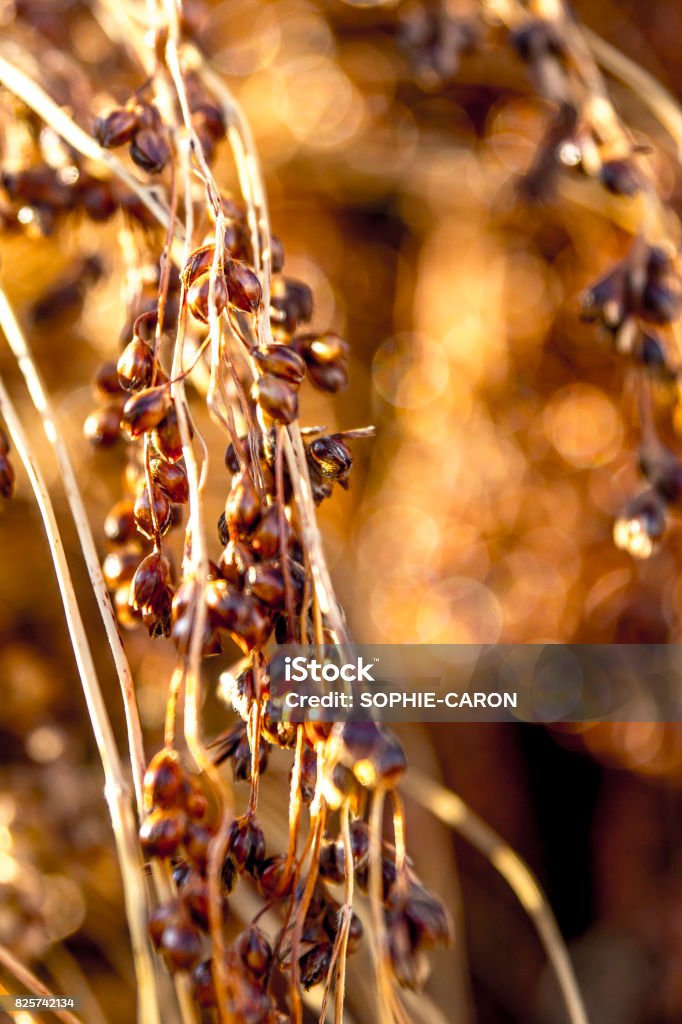 Broom Sorghum Variety native to the United States, used for the manufacture of brooms. Highly drought-resistant plant Canada Stock Photo