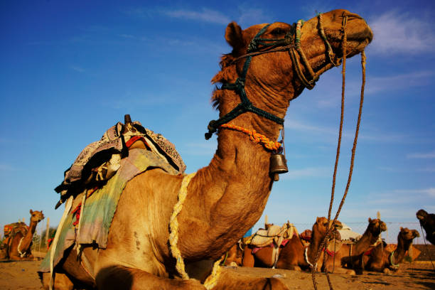 istock Camel rider view in Thar desert, Rajasthan, India 825742174