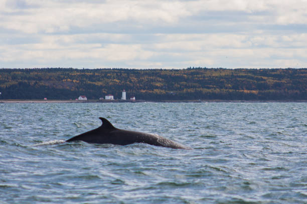 Whale in Tadoussac Whale in Tadoussac north quebec stock pictures, royalty-free photos & images