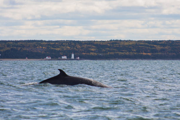 baleia em tadoussac - saguenay - fotografias e filmes do acervo