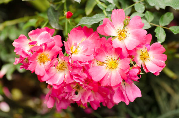 istock Pink roses flower in a garden 825754208