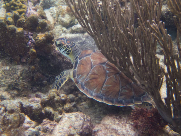 istock Hawksbill sea turtle in coral reef 825754300