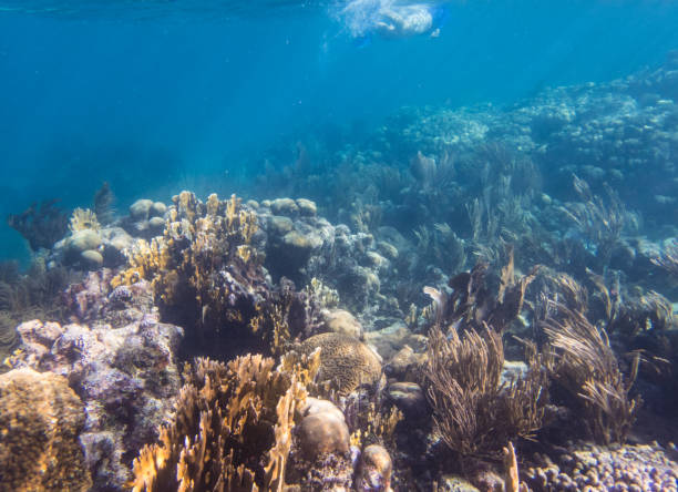 シュノーケルで�サンゴ礁 - beauty in nature coral angelfish fish ストックフォトと画像