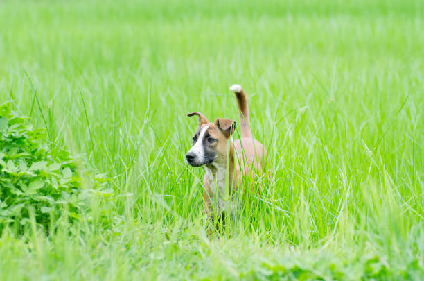 Brown dog in green grass field