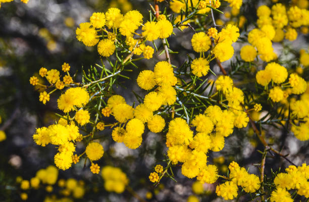 Golden Wattle Bloom Golden Acacia Fowler blossom in a native bush land in Western Australia acacia tree photos stock pictures, royalty-free photos & images