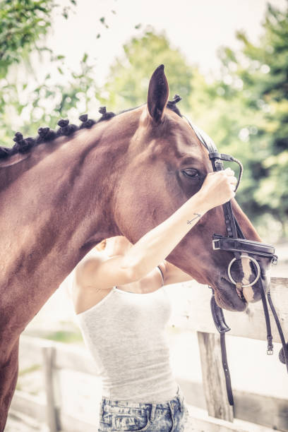 istock prepares horse for riding match 825758000