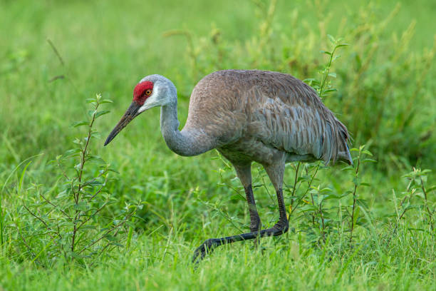 istock Close up of sandhill crane. 825759022