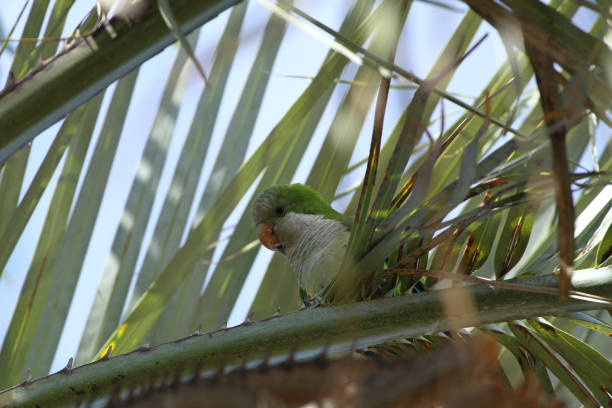 istock Monk parakeet in a Palmtree 825762716