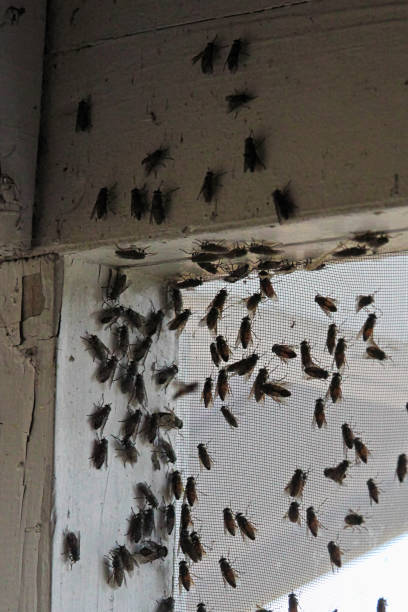 istock Blackflies swarming inside a building corner on a window screen 825765858