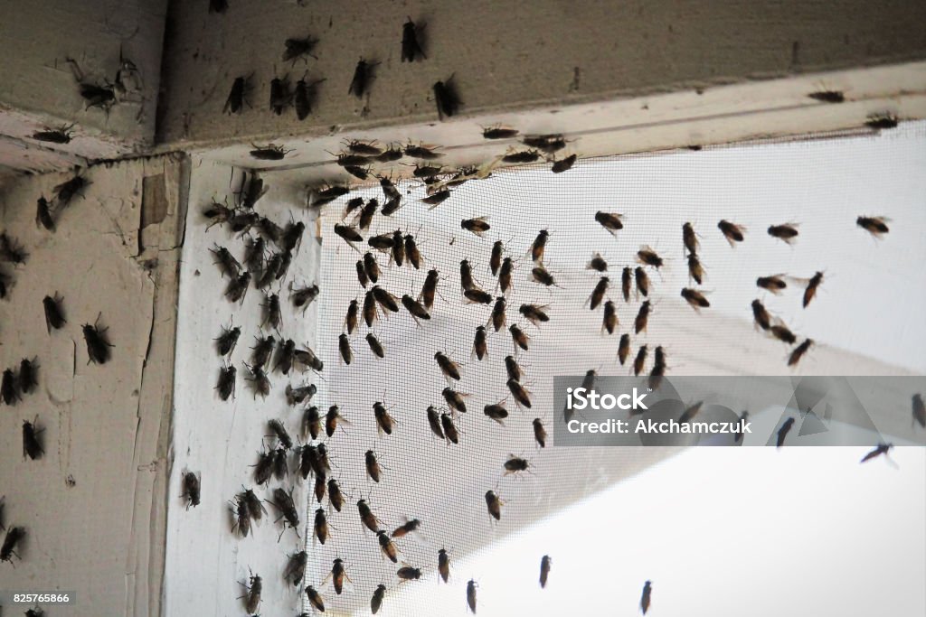 Blackflies swarming inside a building corner on a window screen Blackflies swarming inside a building corner on a window screen. Housefly Stock Photo