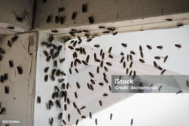 Blackflies Swarming Inside A Building Corner On A Window Screen Stock Photo - Download Image Now