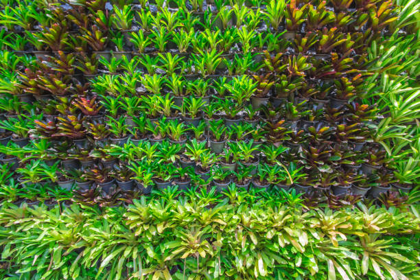 istock Background the bromeliad in the garden. 825768854