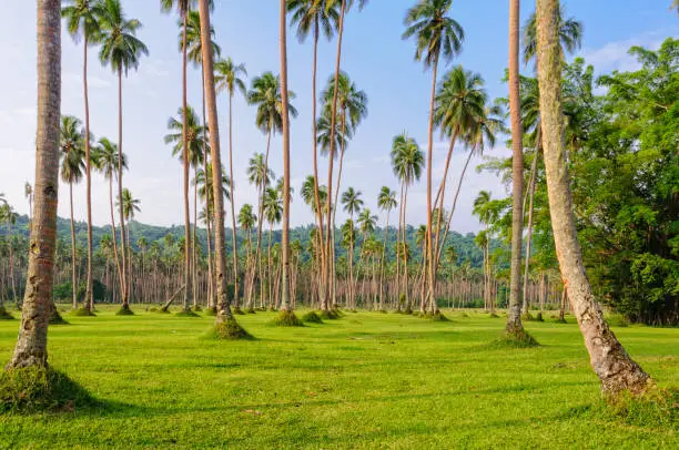 Photo of Manicured lawn with coconut trees - Espiritu Santo