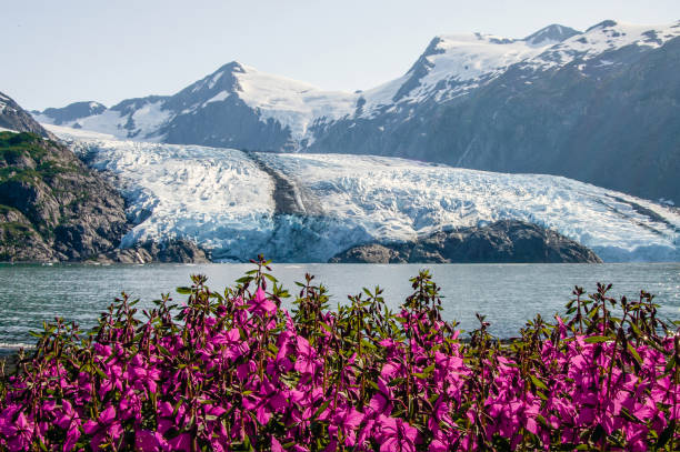 View of Portage glacier in the Chugach mountains and Portage lake on the background and pink blooming fireweed on the foreground. Shot in the USA, Alaska, in summer.