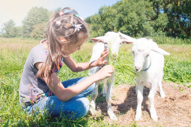 istock Girl playing and feeding the goat. 825770016