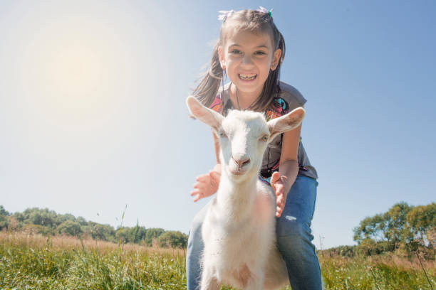 girl playing and feeding the goat. - animals feeding animal child kid goat imagens e fotografias de stock