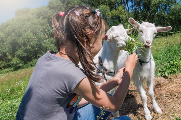 istock Girl playing and feeding the goat. 825770042