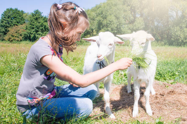 istock Girl playing and feeding the goat. 825770056