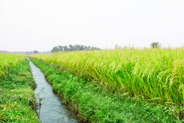 istock Ripe rice on the rice field. 825772572