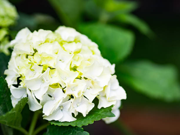 istock close up Cream white Hydrangea Paniculata Limelight flowers 825772788