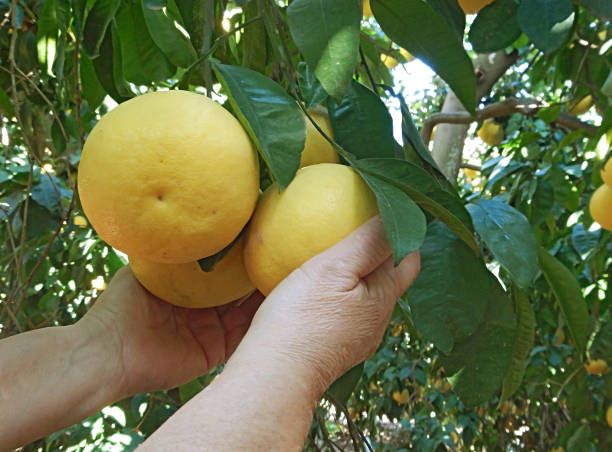 woman holding ripe grapefruit woman holding ripe grapefruit brown soft scale insect stock pictures, royalty-free photos & images