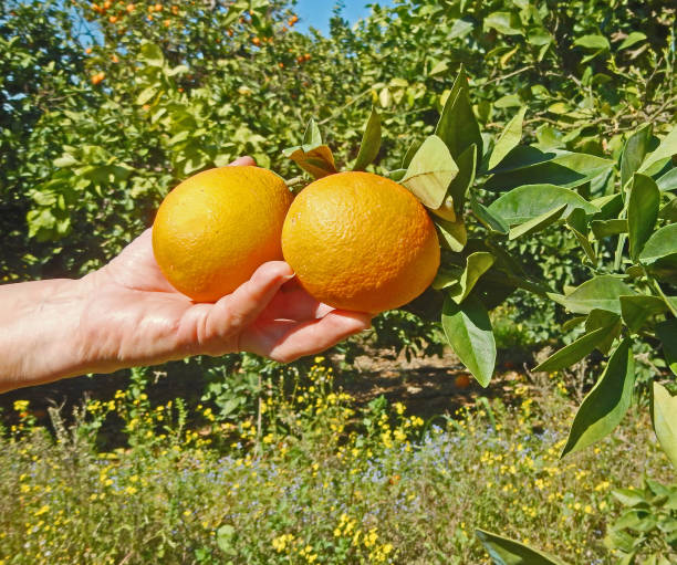 istock woman holding ripe oranges 825774350