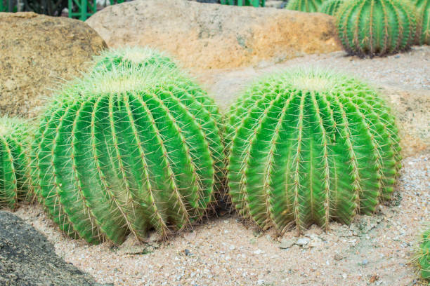 istock Cactus in the garden. 825774684