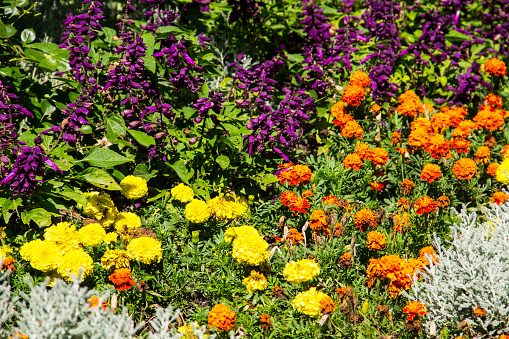 Flowerbed with yellow marigolds and purple salvia flowers