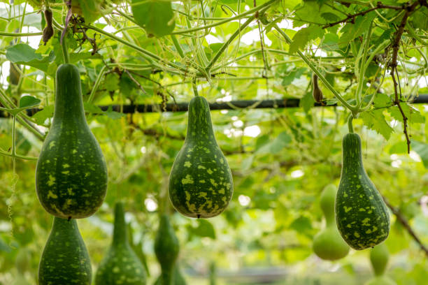 Multiple green spotted gourds hanging off vines stock photo