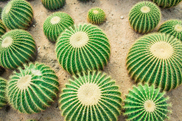 istock Cactus in the garden. 825782554