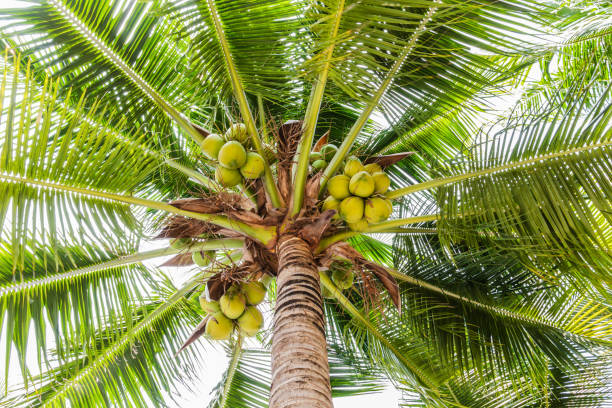 istock Palm trees with coconut on the beach. 825785144