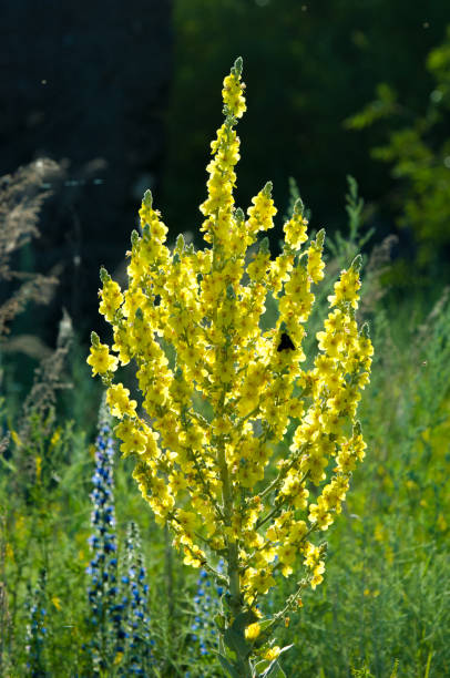 istock bedstraw, ladies' man bedstraw, lady's bedstraw 825788292