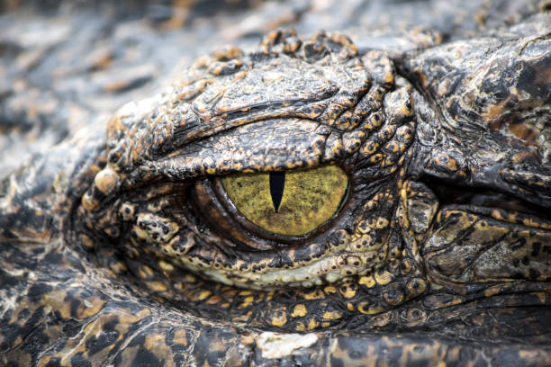 istock Yellow eyes of hunter . 825788980