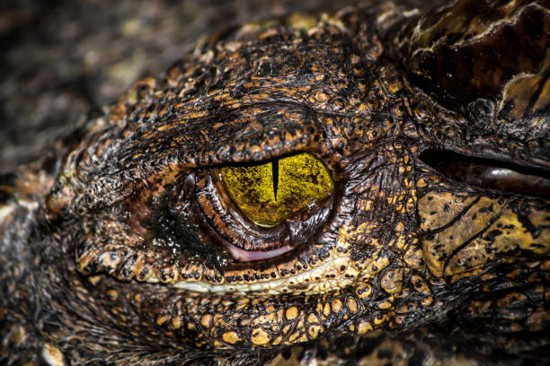 istock Yellow eyes of hunter . 825789044