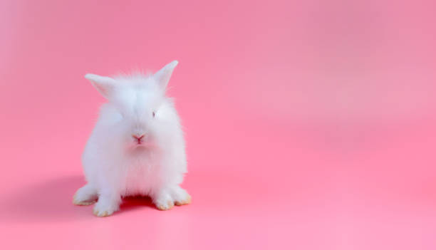 istock white fluffy bunny on clean pink background and copy space for text, little white rabbit 825793712