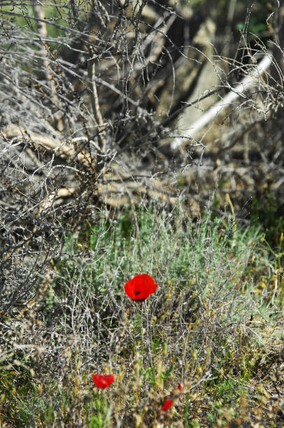istock poppies in the desert 825793944